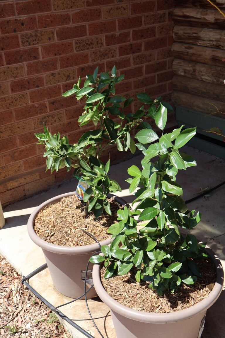 Building My Little Orchard, One Drum at a Time